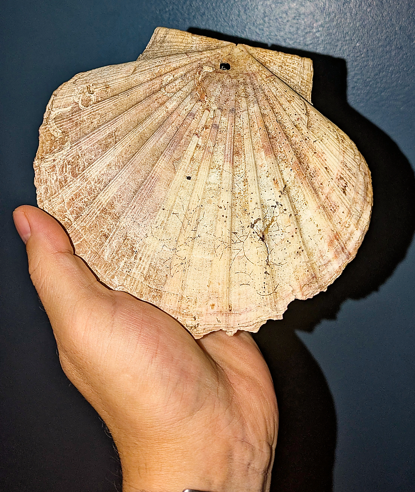 Coquille "rescapée"
