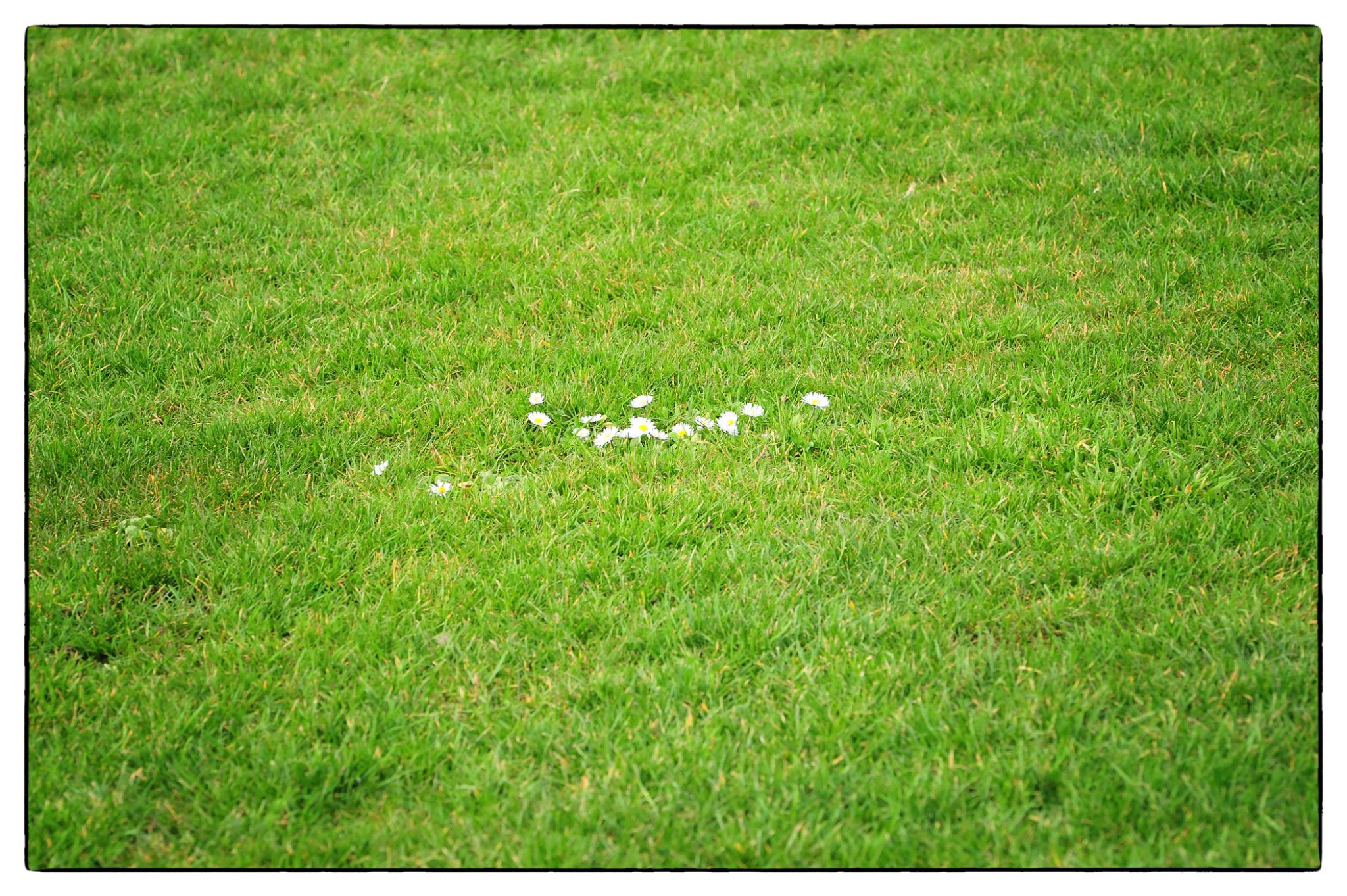 Marguerites ... rescapées